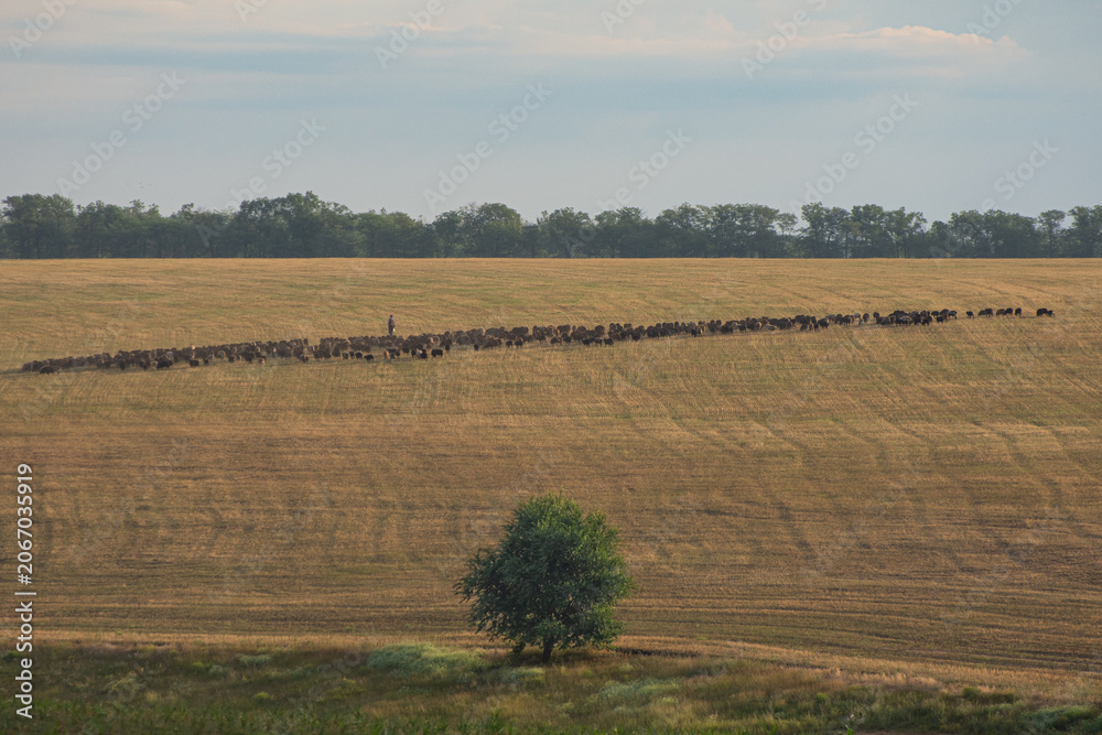 Fototapeta premium Flock of sheep and shepherd on pasture. Tree in foreground, horizon line far away. Rural landscape.
