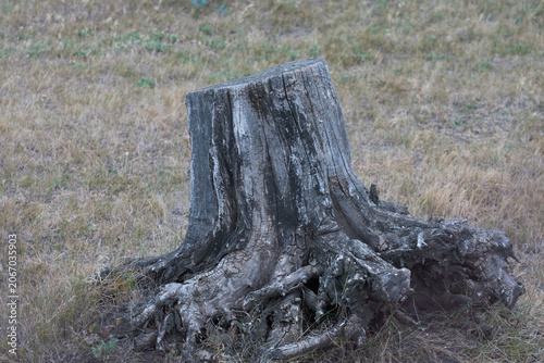 Close up big old wooden stump of tree trunk pulled out from the ground.