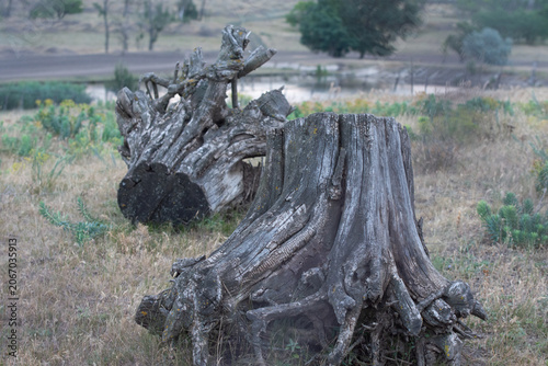 Close up big old wooden stumps of tree trunk pulled out from the ground.