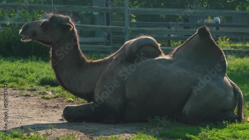 A large two-humped camel lies calmly on the ground in a spacious zoo enclosure. The large Asian animal rests under the sun rays against a background of green grass and a mesh metal fence