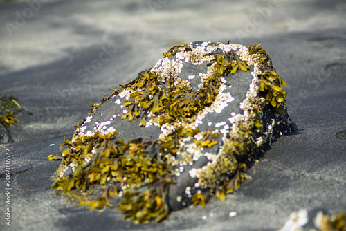 Konstfotografi Seaweed and barnacles on volcanic rock embedded in black sand beach in Iceland