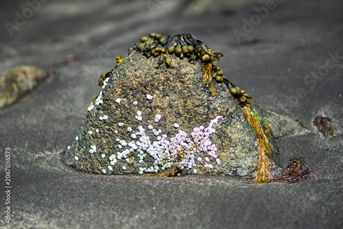 Canvastavla Volcanic rock with seaweed and barnacles on black sand beach in Iceland