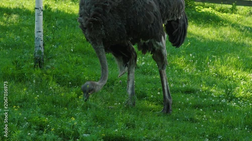 A large African ostrich walks slowly on a green lawn and pecks at the grass. A large flightless bird with a long neck grazes in an open farm paddock on a sunny day