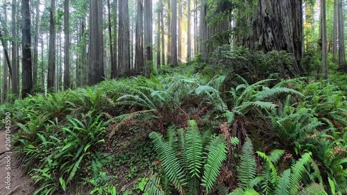 Sun Rays Filter into Redwood Forest on Quiet Morning