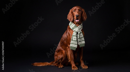 Konstfotografi Irish Setter sitting for a winter portrait, deep red coat glowing under soft lighting, wearing a green and white striped scarf