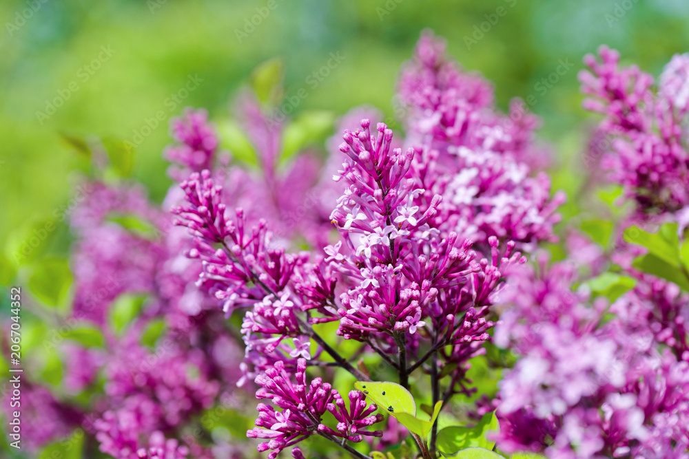 Obraz premium Clusters of blooming purple lilac flowers in garden