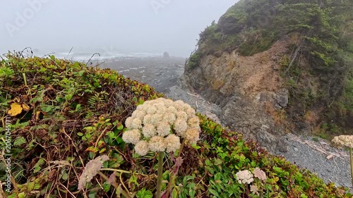 Swaying Beach Plant on Ridge in Redwood National Park