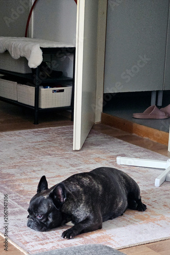 Senior French Bulldog Resting on Carpet While Waiting for Owner at Home