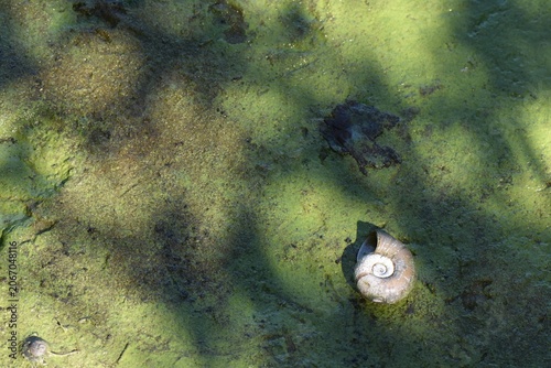 A snail shell on a swamp covered with duckweed in summer season