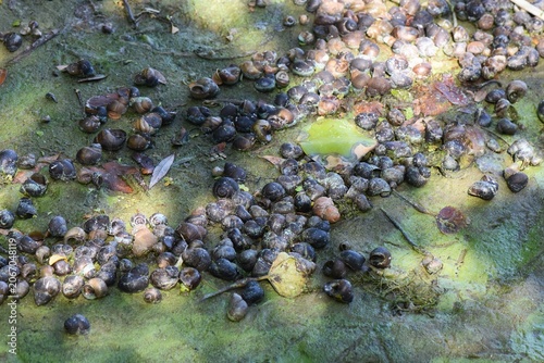 A snail shell on a swamp covered with duckweed in summer season