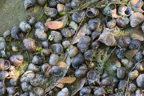 A snail shell on a swamp covered with duckweed in summer season