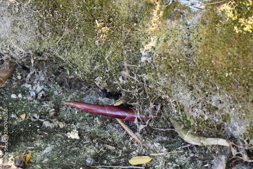 Close up of a water grass and roots on mossy ground in the forest in summer