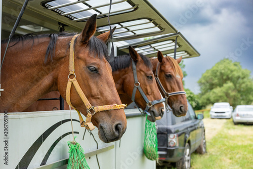 Close Up Portrait of Horses Waiting in Transport Trailer Before Equestrian Event