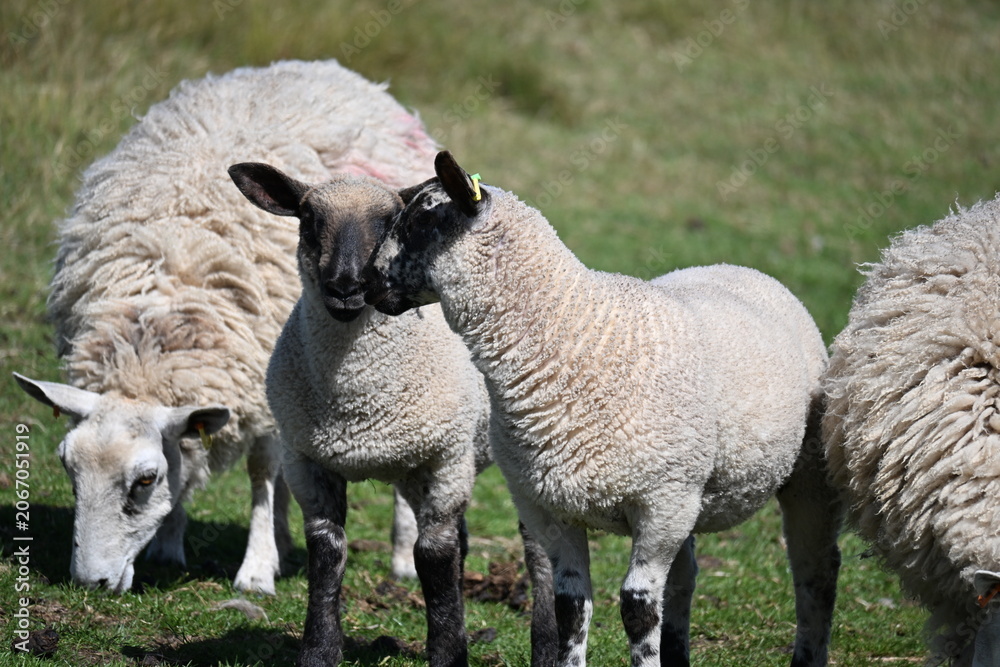 Fototapeta premium Sheep Grazing On Green Pasture In Rural Countryside