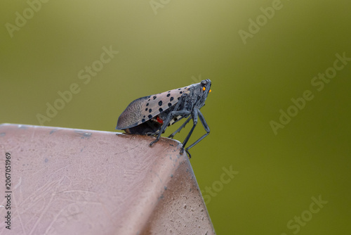 Spotted Lanternfly on Railing Corner at Sandy Hook