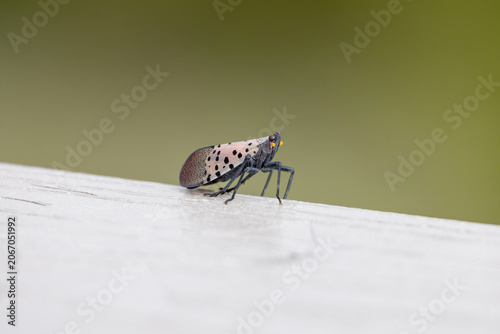 Spotted Lanternfly on White Railing at Sandy Hook