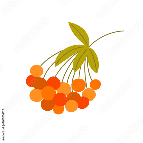 Orange rowan berry cluster on a branch with green leaves, simple hand drawn autumn botanical element for seasonal prints, pattern creation, greeting cards, and nature designs