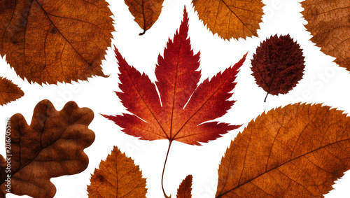 Tableau sur toile Isolated autumn leaves collection with vibrant red maple and various dry brown f