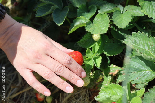 female hand picking ripe red strawberry, closeup on a strawberry field
