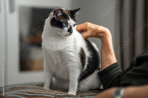 Fat black and white cat with blue eyes enjoys the caresses of a senior woman in the living room
