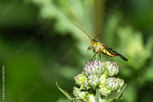 Eine weibliche Skorpionsfliege auf einer Blüte