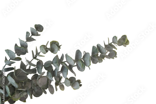eucalyptus branch, png, isolated on transparent background