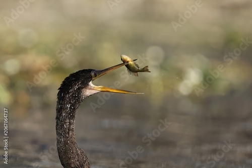 Anhinga with it's Fresh Caught Fish Prey