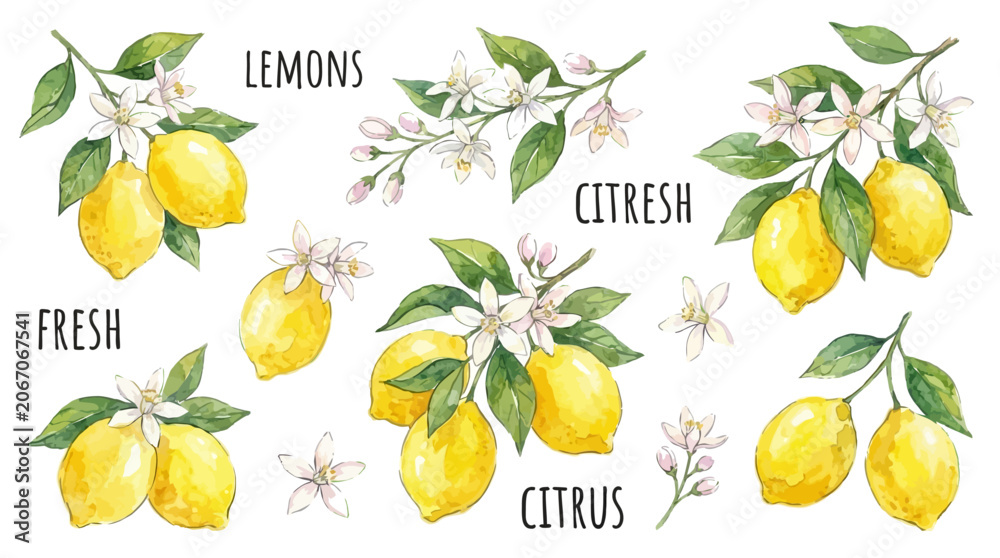 Fototapeta premium Artistic collection of hand drawn watercolor yellow lemon fruit illustrations featuring green leaf and white citrus blossom botanical elements for elegant graphic design compositions.