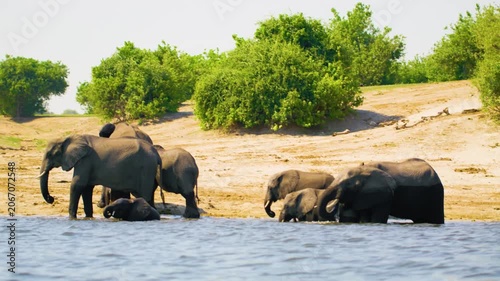 Footage from boat of a herd of elephants enjoying bath at Chobe Riverbank in Chobe National Park, Botswana, South Africa 