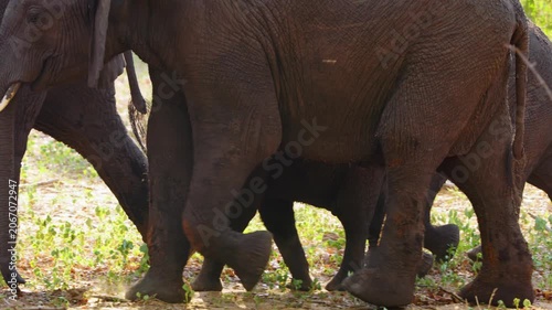 Close up of a calf of a South African elephant baby walking with the herd at Chobe National Park, Botswana, South Africa 