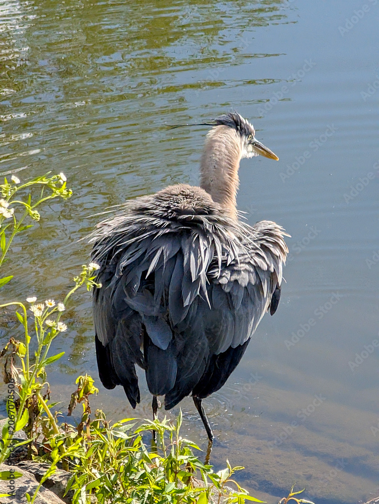Fototapeta premium Great Blue Heron shaking feathers