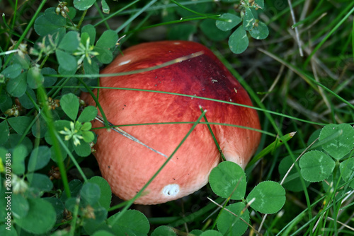 Принти на полотні Tardy Brittlegill Mushroom