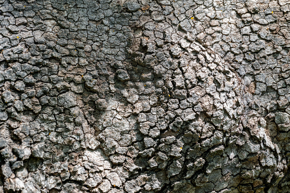 Fototapeta premium This image features the highly textured, cracked bark of an old tree.The surface exhibits a natural grey and brown colour pattern.The texture is rough with deep groves, often indicating a mature tree.