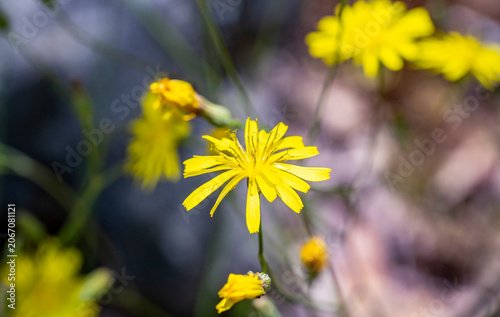 Quadro su tela Chrysactinia mexicana, common name Damianita daisy, is a species of flowering plants in the family Asteraceae, native to Mexico and to the southwestern United States