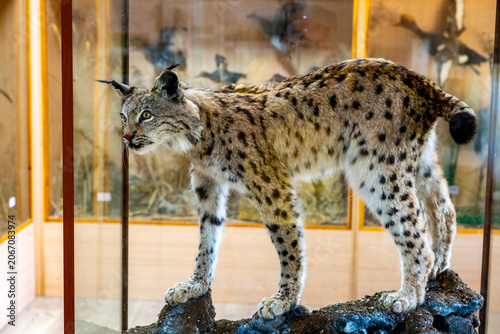 Foto This image depicts a taxidermy specimen of a Eurasian lynx (Lynx lynx)
