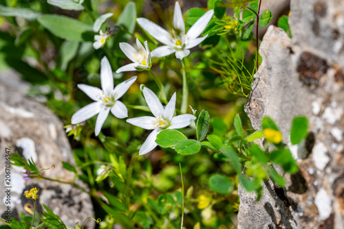 Ornithogalum umbellatum, the garden star-of-Bethlehem, grass lily, nap-at-noon, or eleven-o'clock lady, is a perennial bulbous flowering plant in the asparagus family.Lloydia Salisb. ex Rchb. was a bu