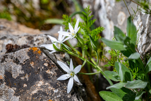 Ornithogalum umbellatum, the garden star-of-Bethlehem, grass lily, nap-at-noon, or eleven-o'clock lady, is a perennial bulbous flowering plant in the asparagus family.Lloydia Salisb. ex Rchb. was a bu