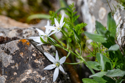 Ornithogalum umbellatum, the garden star-of-Bethlehem, grass lily, nap-at-noon, or eleven-o'clock lady, is a perennial bulbous flowering plant in the asparagus family.Lloydia Salisb. ex Rchb. was a bu