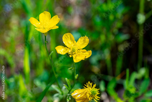 Ranunculus bulbosus, commonly known as bulbous buttercup or St. Anthony's turnip, is a perennial flowering plant in the buttercup family Ranunculaceae. It has bright yellow flowers, and deeply divided