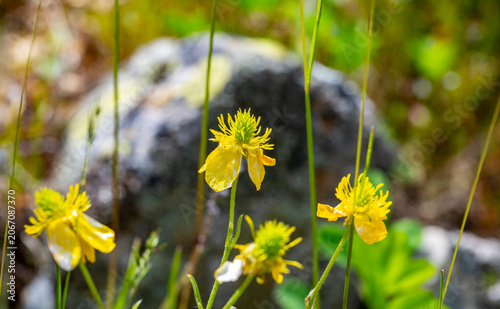 Ranunculus bulbosus, commonly known as bulbous buttercup or St. Anthony's turnip, is a perennial flowering plant in the buttercup family Ranunculaceae. It has bright yellow flowers, and deeply divided