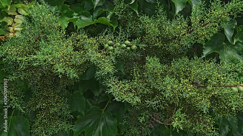 Green branch with small berries among lush foliage background  