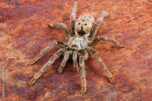 Brown Baboon Tarantula against a rusted background.