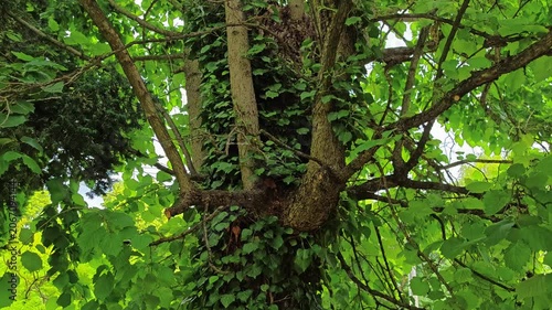 Green tree with ivy and branches in summer environment  