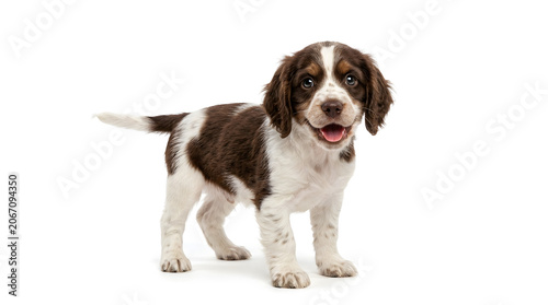 Cute Brown And White Springer Spaniel Puppy Standing On White Background