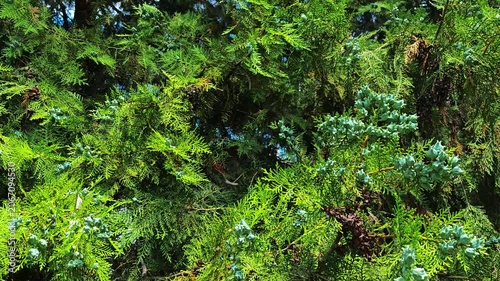 Lush green foliage of cedar tree in bright sunlight  