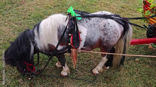 Miniature horse standing on grass while wearing a harness and reins  