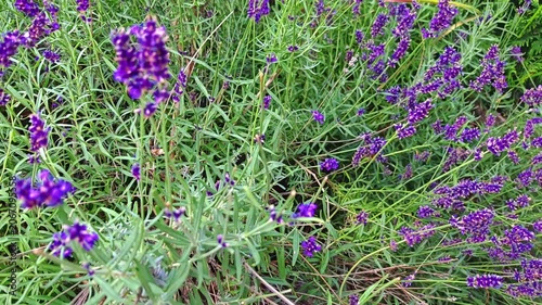 Lavender flowers blooming in garden with green foliage  