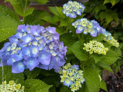 Blooming blue purple hydrangea in the rain / 雨の中で咲く青紫の紫陽花