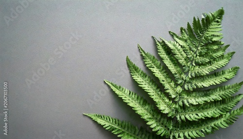 Green Fern Leaf On Gray Background With Copy Space Natural Background