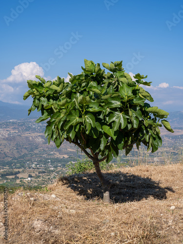 Lone fig tree on hillside with Paphos valley in background, Cyprus